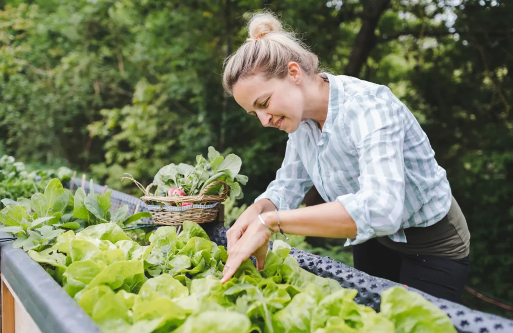 Eine Frau erntet frischen Salat und Radieschen aus einem Hochbeet im Garten.